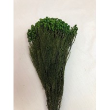 LANUGINOSA PRESERVED 16" Green - ( SALE) !!!!!