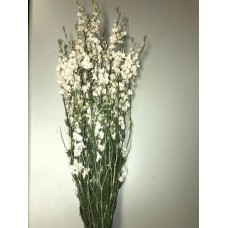 LARKSPUR  25" White- OUT OF STOCK