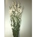 LARKSPUR  25" White- OUT OF STOCK