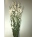 LARKSPUR  25" White