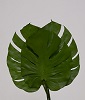MONSTERA SMALL PRESERVED 10" x 14" GREEN
