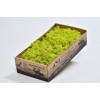 REINDEER MOSS WINDOW BOX  SPRING GREEN- CLOSE OUT !!!!