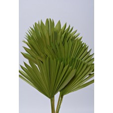 SUN PALM Light Green 8" x 14"- OUT OF STOCK