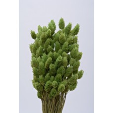 PHALARIS Light Green 24"