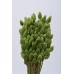 PHALARIS Light Green 24"