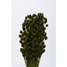 PINEAPPLE BUTTON Basil 24"  