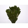 PLATYSPERMUM FOLIAGE PRESERVED Oasis Green 18-24"-CLOSE OUT PLATYSPERMUM FOLIAGE PRESERVED Oasis Green 18-24"-CLOSE OUT