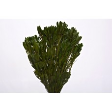 PLATYSPERMUM FOLIAGE PRESERVED Oasis Green 18-24"-CLOSE OUT