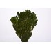 PLATYSPERMUM FOLIAGE PRESERVED Oasis Green 18-24"-CLOSE OUT