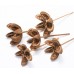 AMAZONIAN LILY PICKED (BULK) Natural