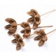 AMAZONIAN LILY PICKED (BULK) Natural
