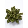 STAR PODS 8-12" Basil- STAR PODS 8-12" Basil-