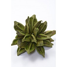 STAR PODS 8-12" Basil- 