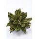 STAR PODS 8-12" Basil- 