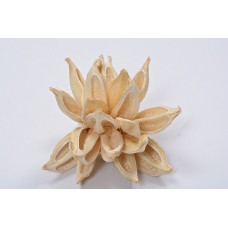 STAR PODS 8-12" Bleached- OUT OF STOCK