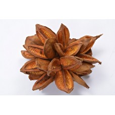 STAR PODS 8-12" Gold- 