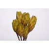 REPENS Basil 12"OUT OF STOCK