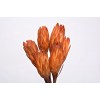 REPENS Orange 12"-