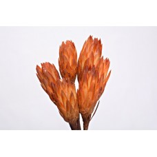 REPENS Orange 12"-OUT OF STOCK