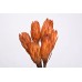 REPENS Orange 12"-