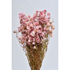 RODANTHE Pink 
