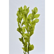 GARDEN RUSCUS PRESERVED 22" SPRING GREEN- OUT OF STOCK