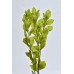 GARDEN RUSCUS PRESERVED 22" SPRING GREEN- OUT OF STOCK