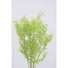 RUSCUS COLORS 32" Spring Green-