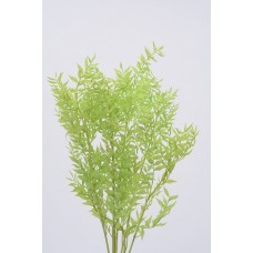 RUSCUS COLORS 32" Light Green  - OUT OF STOCK