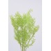 RUSCUS COLORS 32" Spring Green- OUT OF STOCK