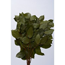 SALAL PRESERVED 15"-18" Basil- OUT OF STOCK
