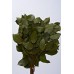 SALAL PRESERVED 15"-18" Basil