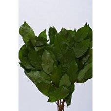 SALAL PRESERVED 15"-18" Spring Green-OUT OF STOCK