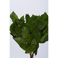 SALAL PRESERVED 15"-18" Spring Green