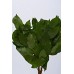 SALAL PRESERVED 15"-18" Spring Green