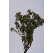 SERUNIA FLOWERING PRESERVED 15"  Green (SALE) !!