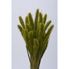SETARIA  24" Light Green- OUT OF STOCK