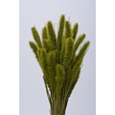 SETARIA  24" Light Green