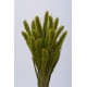 SETARIA  24" Light Green