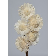 SOLA SUN FLOWER COLORS 4" (16" stem) White