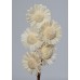 SOLA SUN FLOWER COLORS 4" (16" stem) White