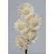 SOLA SUN FLOWER COLORS 4" (16" stem) White