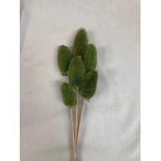 TEASILS  COLORS 16" STEM Basil