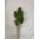 TEASILS  COLORS 16" STEM Basil