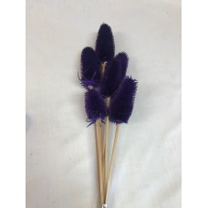 TEASILS  COLORS 16" STEM Purple