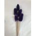 TEASILS  COLORS 16" STEM Purple