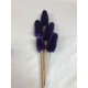 TEASILS  COLORS 16" STEM Purple