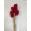 TEASILS  COLORS 16" STEM Red