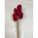 TEASILS  COLORS 16" STEM Red